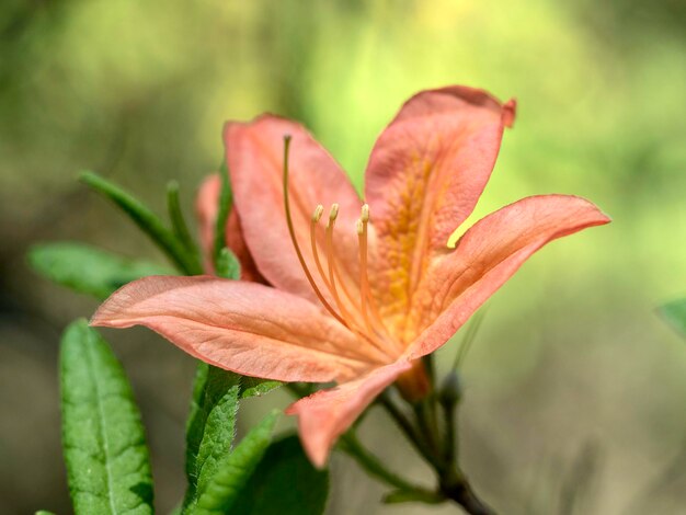 Fiore di rododendro arancione su uno sfondo verde primo piano