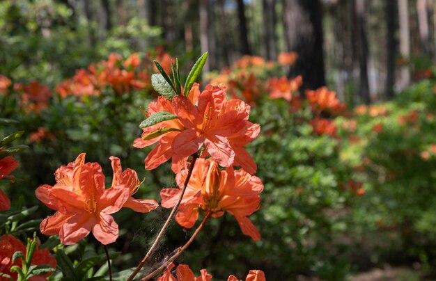 fiore di rododendro