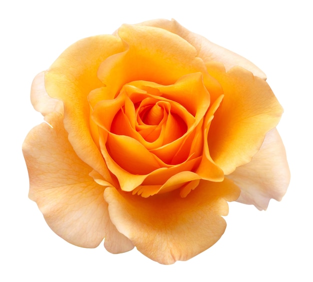 Fiore di rosa arancione isolato su sfondo bianco Sposa carta di nozze Saluto Estate Primavera Vista piana laico superiore Amore San Valentino
