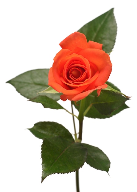 Fiore di rosa arancione isolato su sfondo bianco Sposa carta di nozze Saluto Estate Primavera Vista piana laico superiore Amore San Valentino