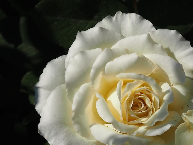 Fiore di rosa bianca