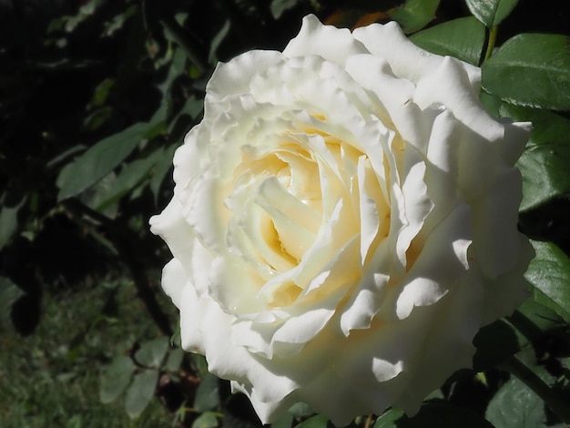 Fiore di rosa bianca
