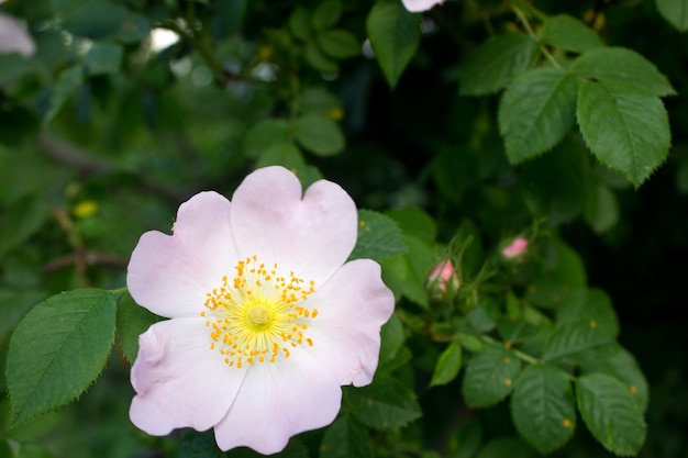 Fiore di rosa canina bella bianca