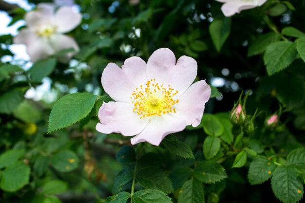 Fiore di rosa canina bella bianca