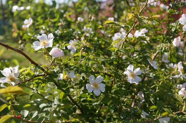 Fiore di rosa canina bianca sullo sfondo verde.