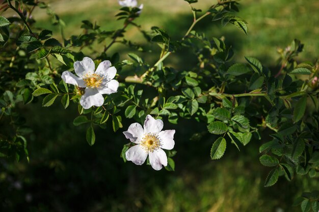 Fiore di rosa canina bianca sullo sfondo verde.