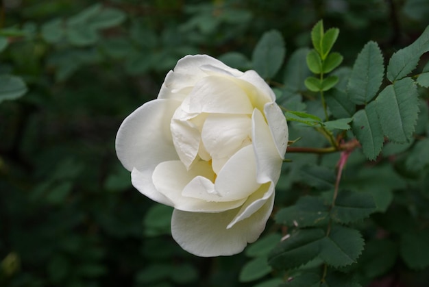 Fiore di rosa canina bianco in tempo nuvoloso Regione di Mosca Russia