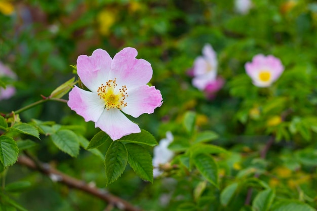 Fiore di rosa canina in giardino contro le foglie verdi