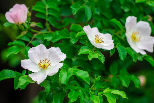 Fiore di rosa canina rosa sul cespuglio.