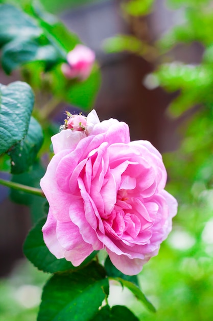 Fiore di Rosa Centifolia in natura