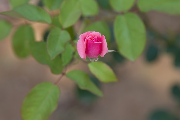 Fiore di rosa che cresce nel giardino. Cespuglio di rose in fiore in una soleggiata giornata estiva