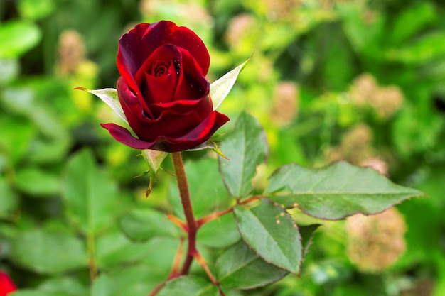 Fiore di rosa che fiorisce nel giardino di rose