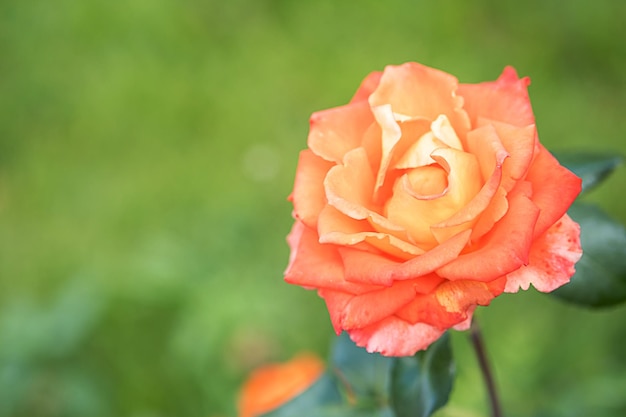 Fiore di rosa da giardino su sfondo sfocato