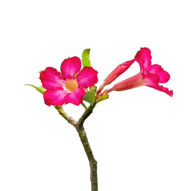 Fiore di rosa del deserto o adenium isolato su sfondo bianco