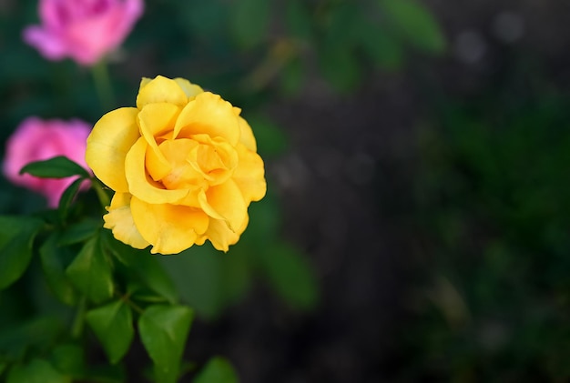 Fiore di rosa gialla nel giardino estivo Rose gialle con poca profondità di campo Bella rosa