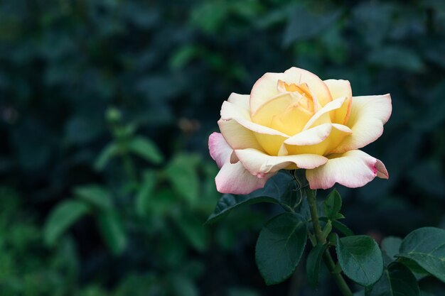 Fiore di rosa giallo bianco bello e delicato nel giardino con lo spazio della copia