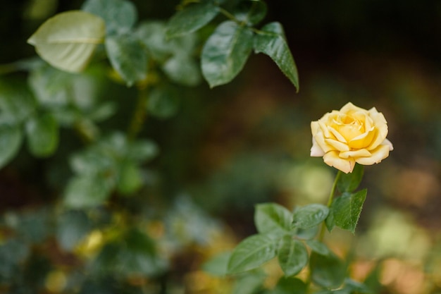 Fiore di rosa giallo su sfondo verde della natura