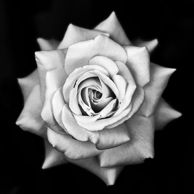 Fiore di rosa in bianco e nero