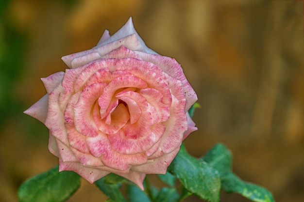 Fiore di rosa in fiore in un giardino