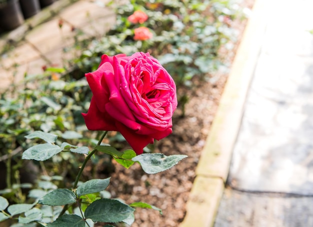 fiore di rosa in fiore nel giardino