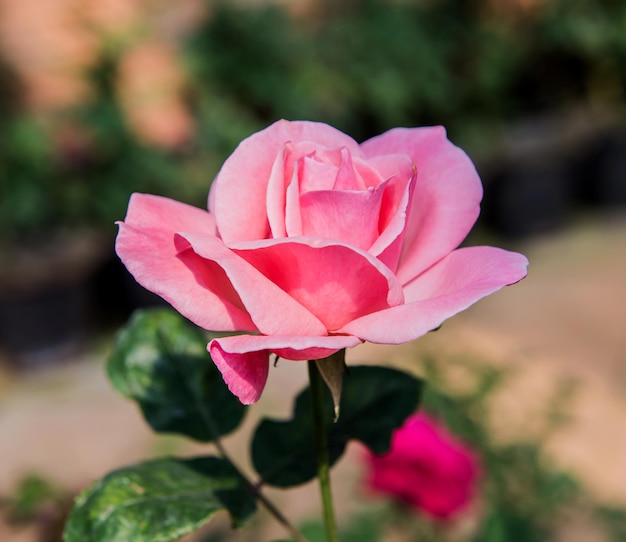 fiore di rosa in fiore nel giardino