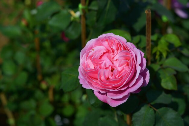 fiore di rosa in fiore sull&#39;albero