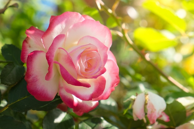 Fiore di rosa in giardino. Rosa e nella calda luce del sole del mattino.