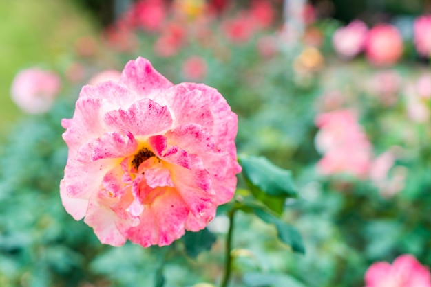 fiore di rosa in giardino