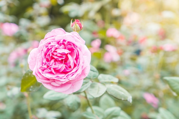 fiore di rosa in giardino