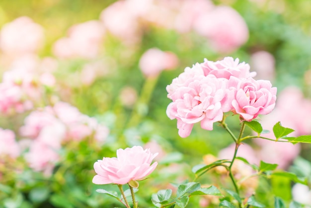 fiore di rosa in giardino