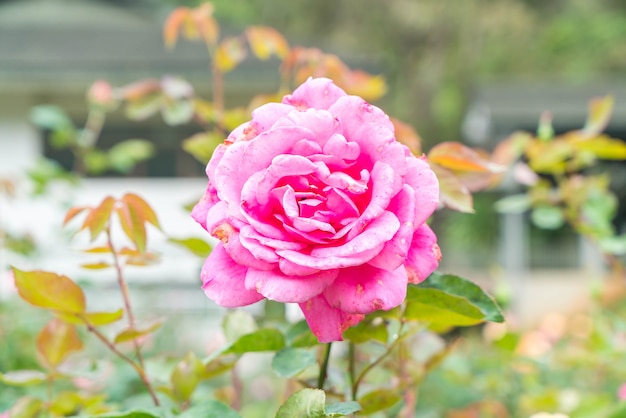 fiore di rosa in giardino