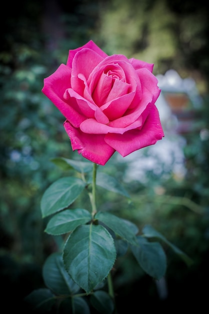 fiore di rosa in giardino