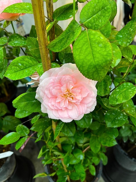 fiore di rosa in giardino