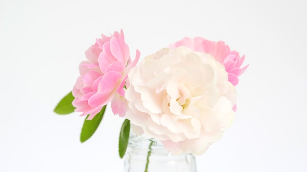 Fiore di rosa in un vaso su uno sfondo bianco.