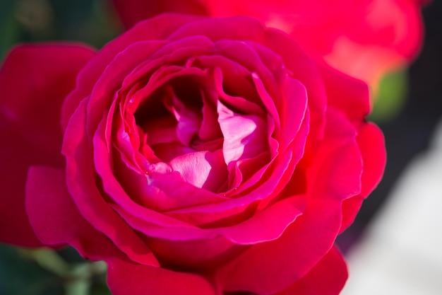 Fiore di rosa macro fiore di rosa rossa primo piano Sfondo naturale di alta qualità Bellissimo sfondo