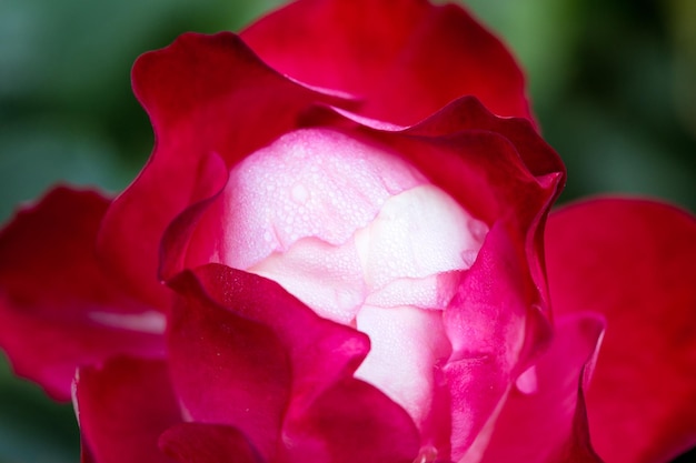 Fiore di rosa macro fiore di rosa rossa primo piano Sfondo naturale di alta qualità Bellissimo sfondo