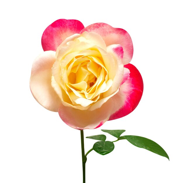 Fiore di rosa multicolore giallo bianco e rosso solated su sfondo bianco con tracciato di ritaglio Bouquet di natura Concetto di primavera creativa Vista dall'alto piatta Amore