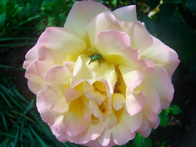 Fiore di rosa nella foto del fogliame verde