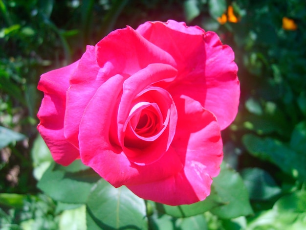 Fiore di rosa nella foto del fogliame verde