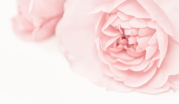 Fiore di rosa pallido isolato su sfondo bianco Foco morbido sfondo di fiori macro