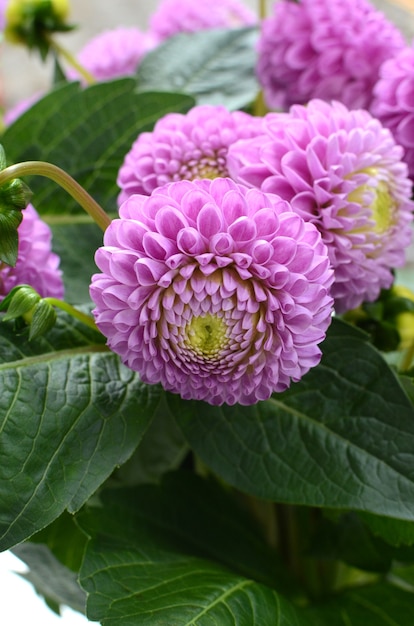 Fiore di rosa pom pom dalia per sfondo