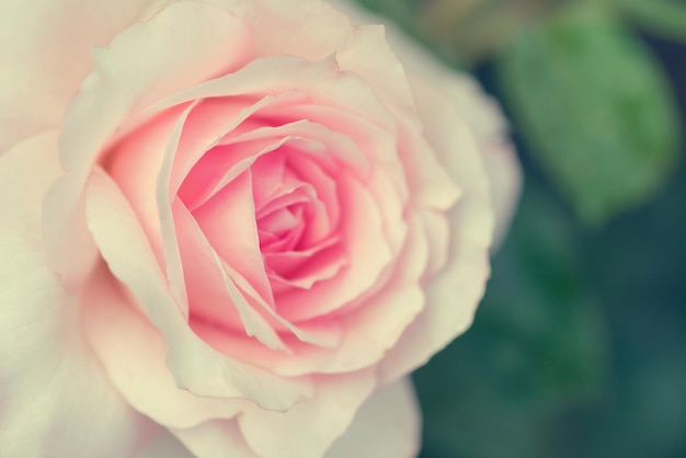 Fiore di rosa rosa con foglie verdi da vicino