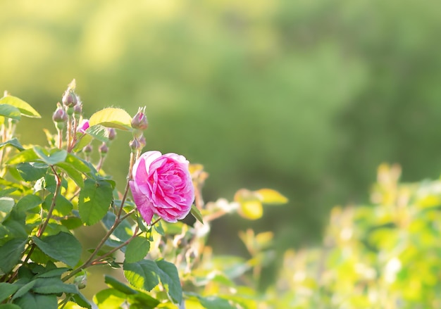 fiore di rosa rosa fiorisce nel giardino sotto i raggi del sole