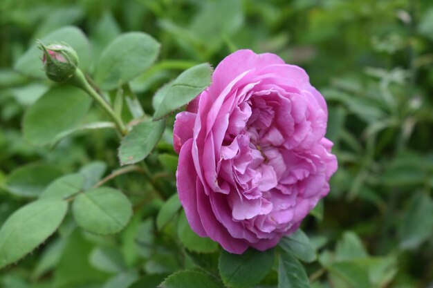 Fiore di rosa rosa in fiore nel giardino