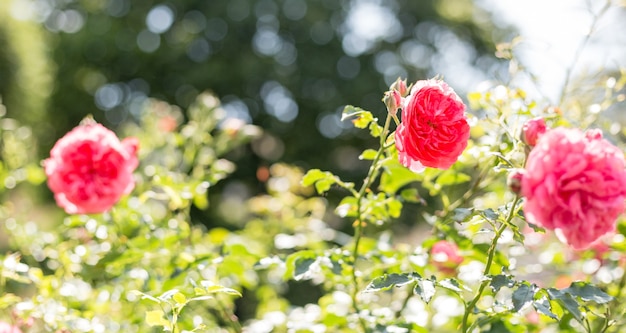 Fiore di rosa rosa nel giardino delle rose. Focalizzazione morbida. Fiore di rosa canina.