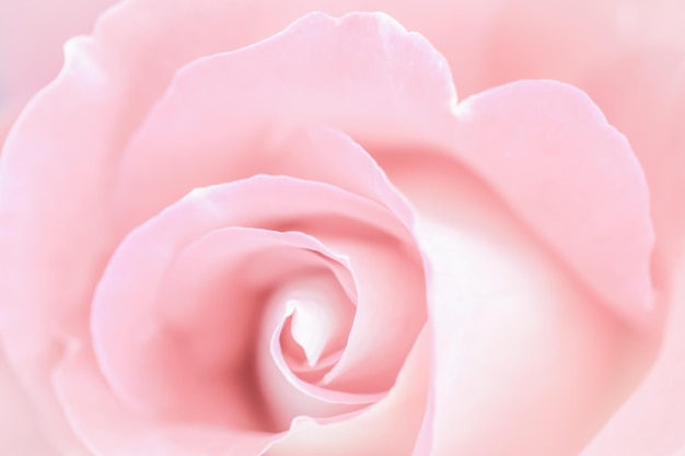 Fiore di rosa rosa pallido Macro sfondo di fiori per la progettazione di vacanza Messa a fuoco morbida