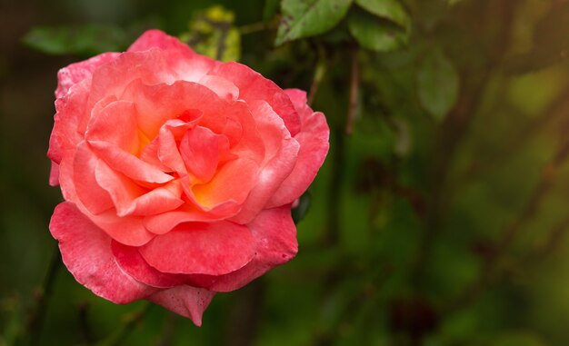 Fiore di rosa rosa su sfondo sfocato verde giardino naturale, copia spazio per il testo