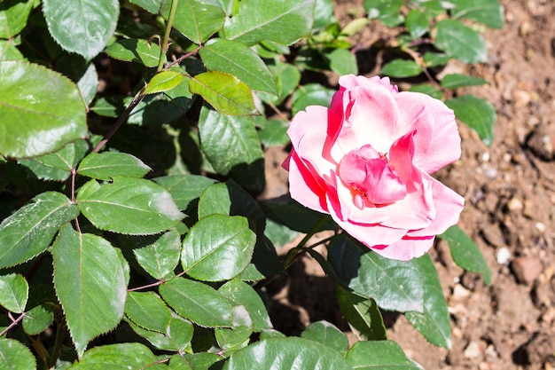 Fiore di rosa rosa sul cespuglio verde in giardino