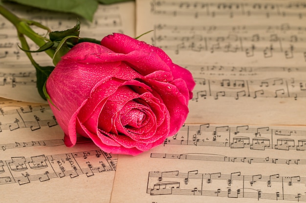 Fiore di rosa rossa e foglio di note musicali