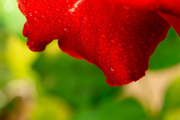 Fiore di rosa rossa I boccioli di rosa di Chiang Mai tra le foglie verdi sfocano il fuoco selettivo dello sfondo